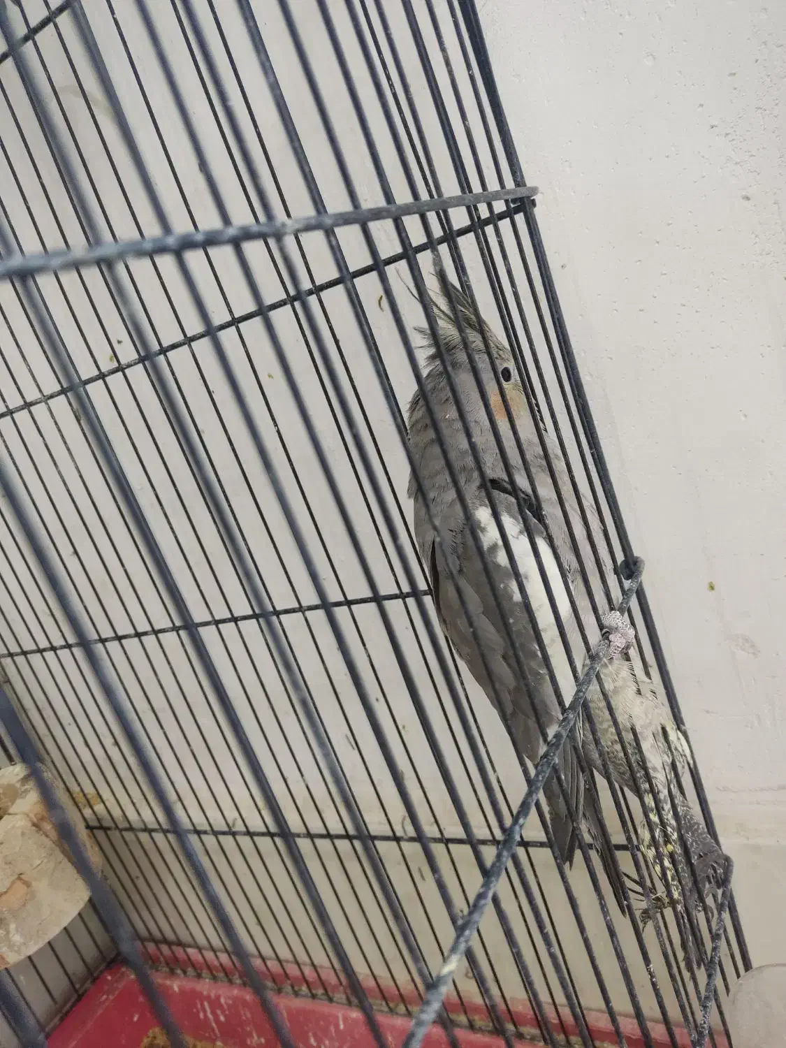 عروس هلندی|پرنده|باخزر, |دیوار