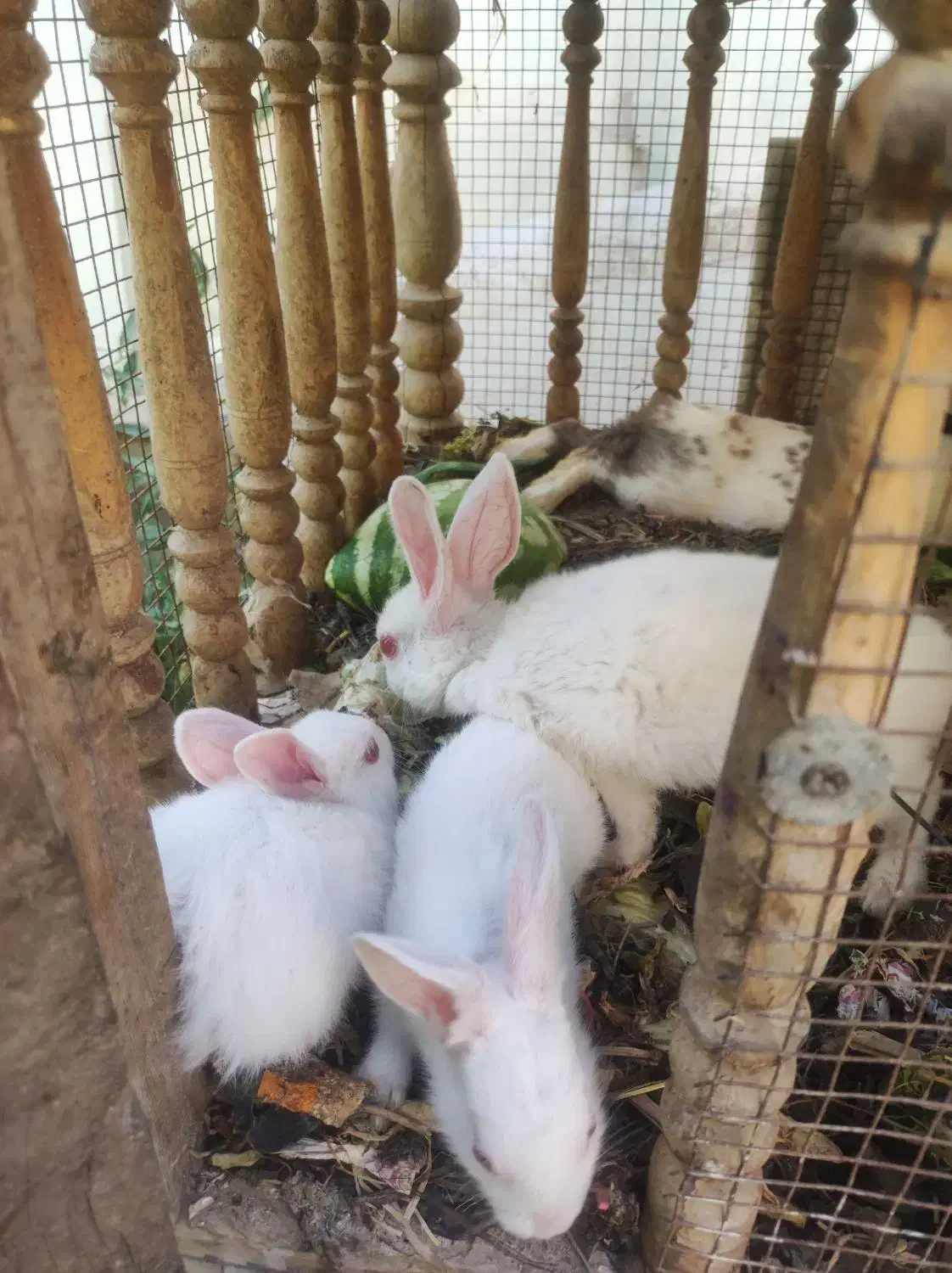 بچه خرگوش خوشکل|موش و خرگوش|خمینی‌شهر, |دیوار