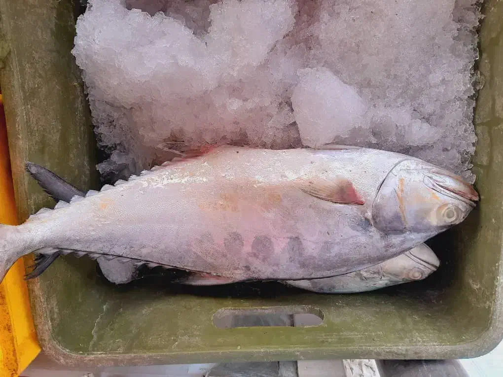 ماهی مرغ گوشت دنبه خرید با کالا برگ مقدور میباشد|خوردنی و آشامیدنی|ایذه, |دیوار