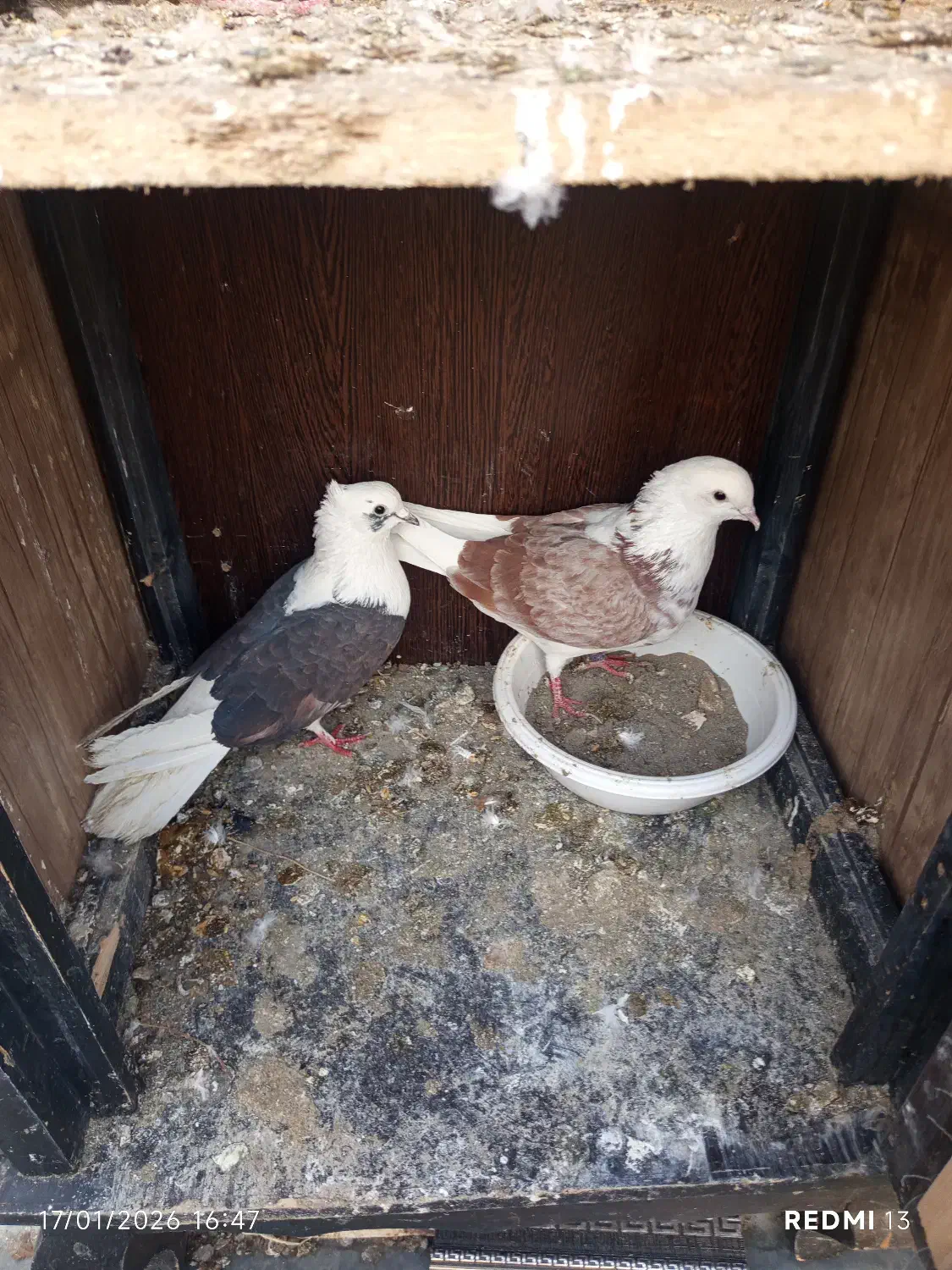 فروش کبوتر یا کفتر|پرنده|مشکین‌دشت, |دیوار