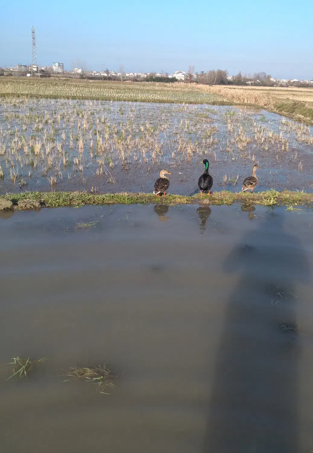 اردک پروازی|حیوانات مزرعه|کلاچای, |دیوار