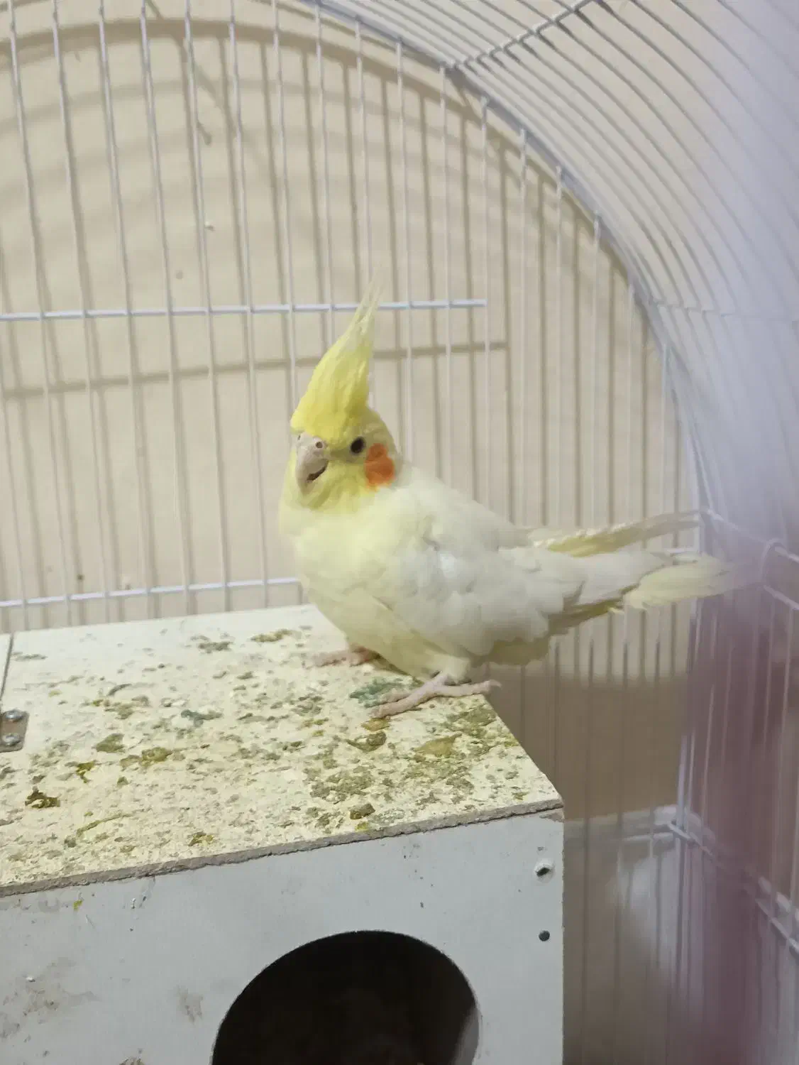 عروس هلندی زعفرانی|پرنده|مشهد, شهرک مهرگان|دیوار