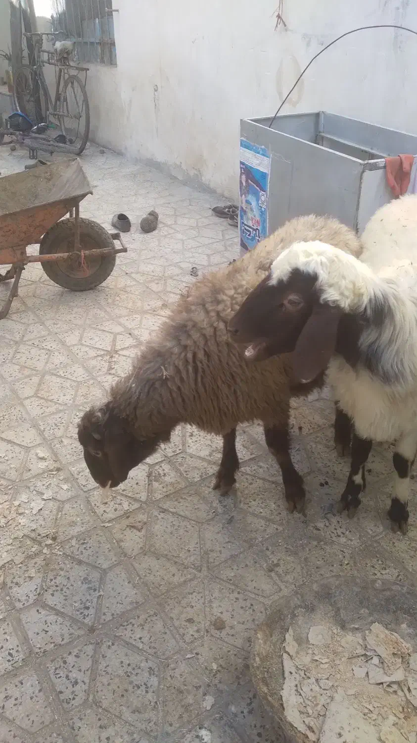 دو عدد بره نر درجه یک|حیوانات مزرعه|بروجرد, |دیوار