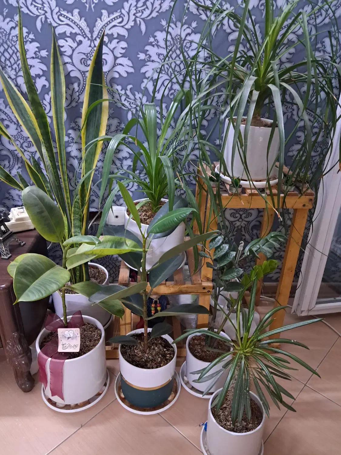 گل طبیعی|گل و گیاه طبیعی|مشهد, شهرآرا|دیوار