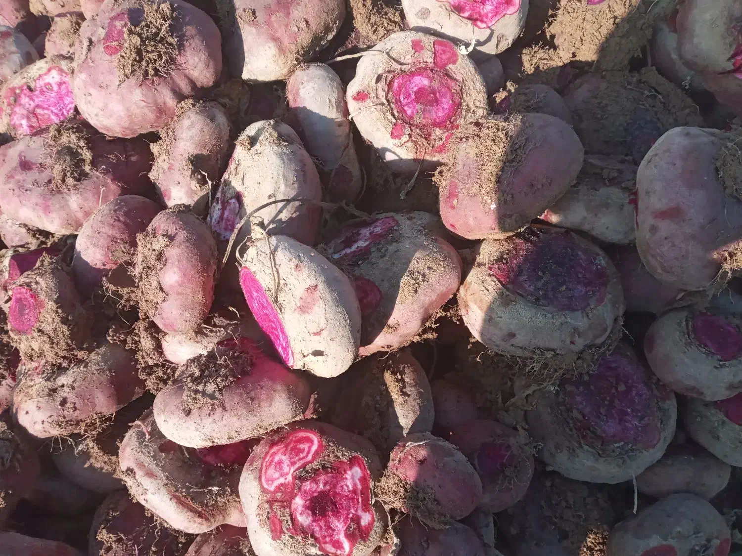 چغندر درشت|حیوانات مزرعه|دشتابی, |دیوار