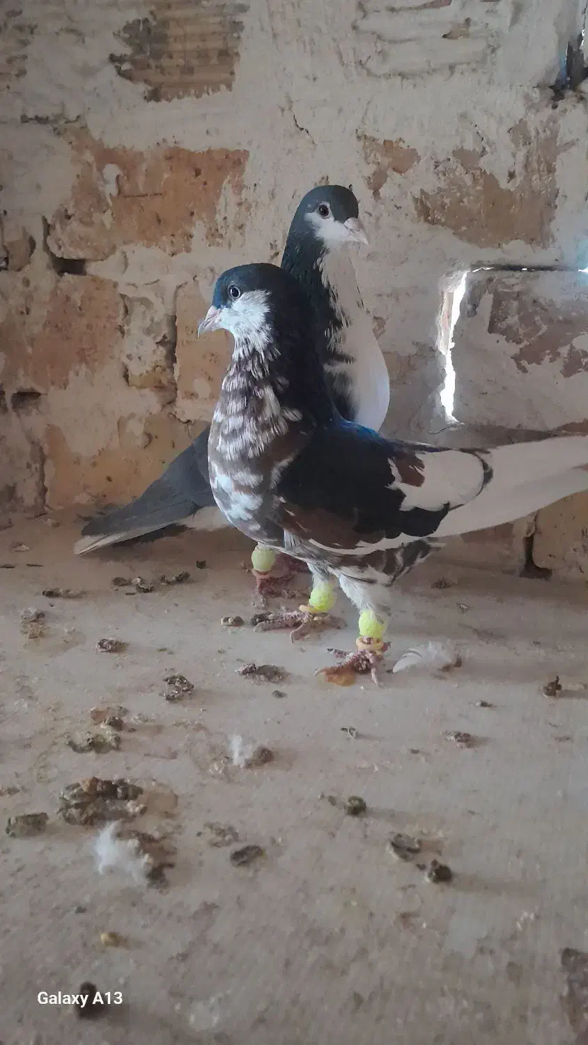 کبوتر شیرازی|پرنده|شاهین‌شهر, شهرک گلدیس|دیوار