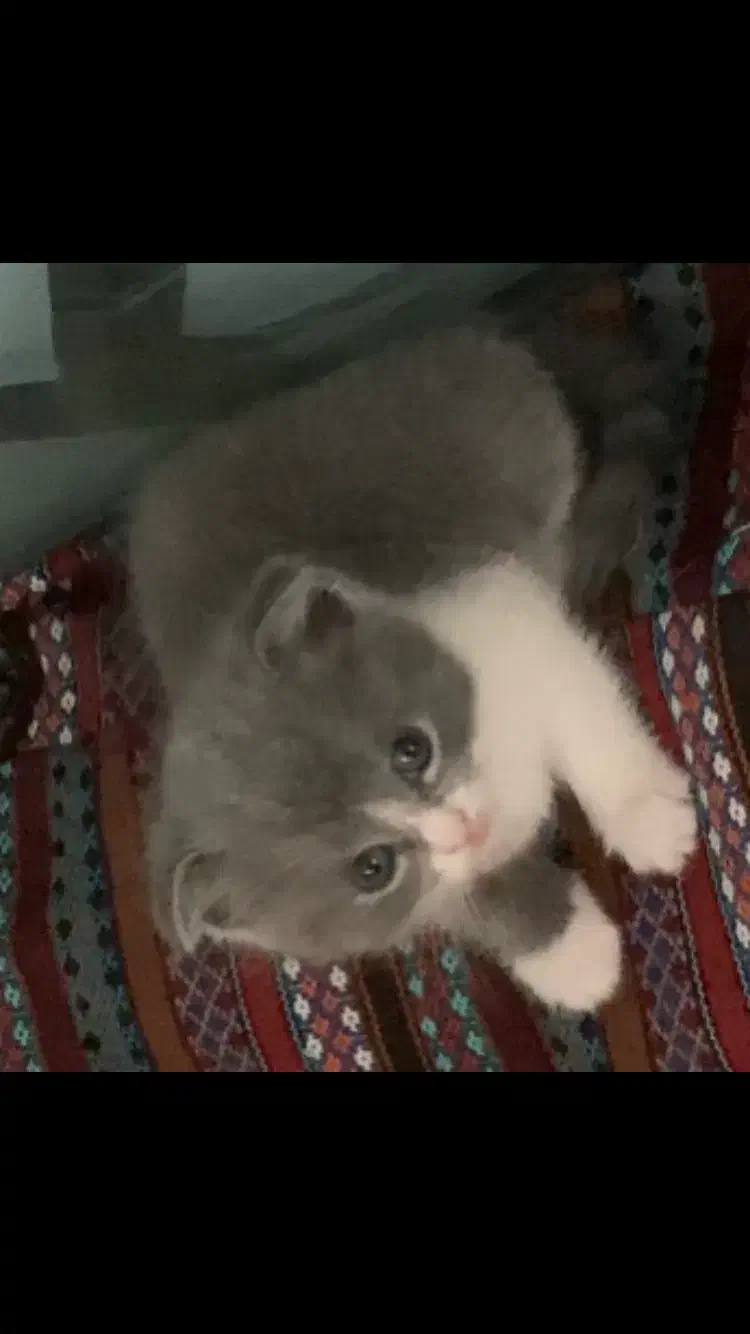 گربه نژاد دار زیبا|گربه|تهران, جنت‌آباد شمالی|دیوار