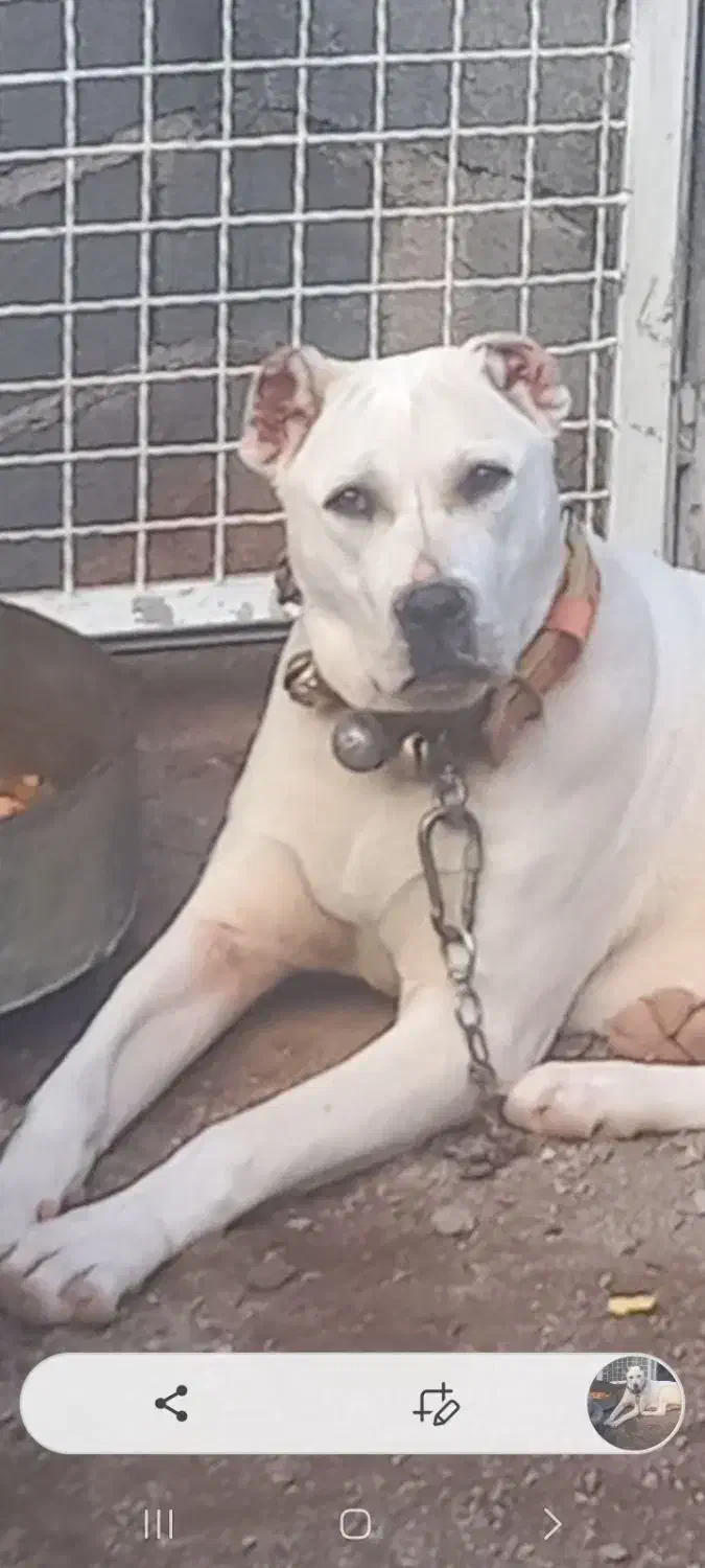 توله سگ|سگ|تربت جام, میرقوام الدین|دیوار