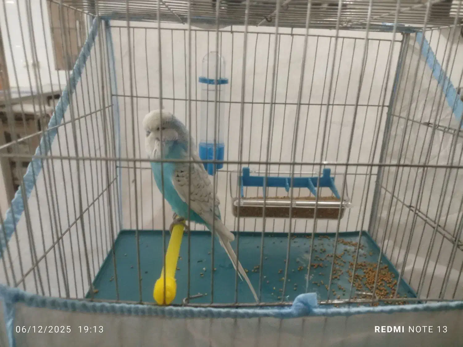 مرغ عشق انگلیسی|پرنده|نورآباد, |دیوار