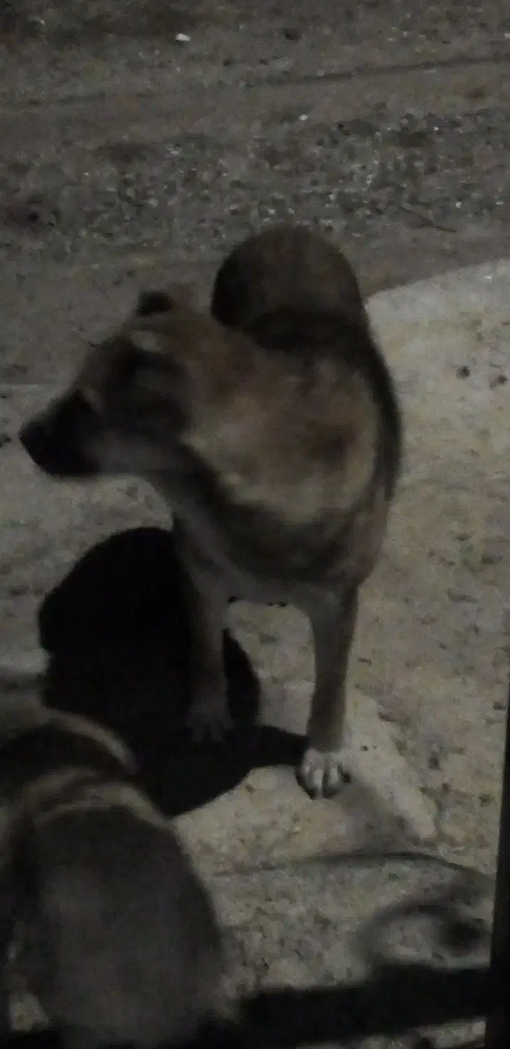 سگ خو نگهبان|سگ|سراجو, |دیوار