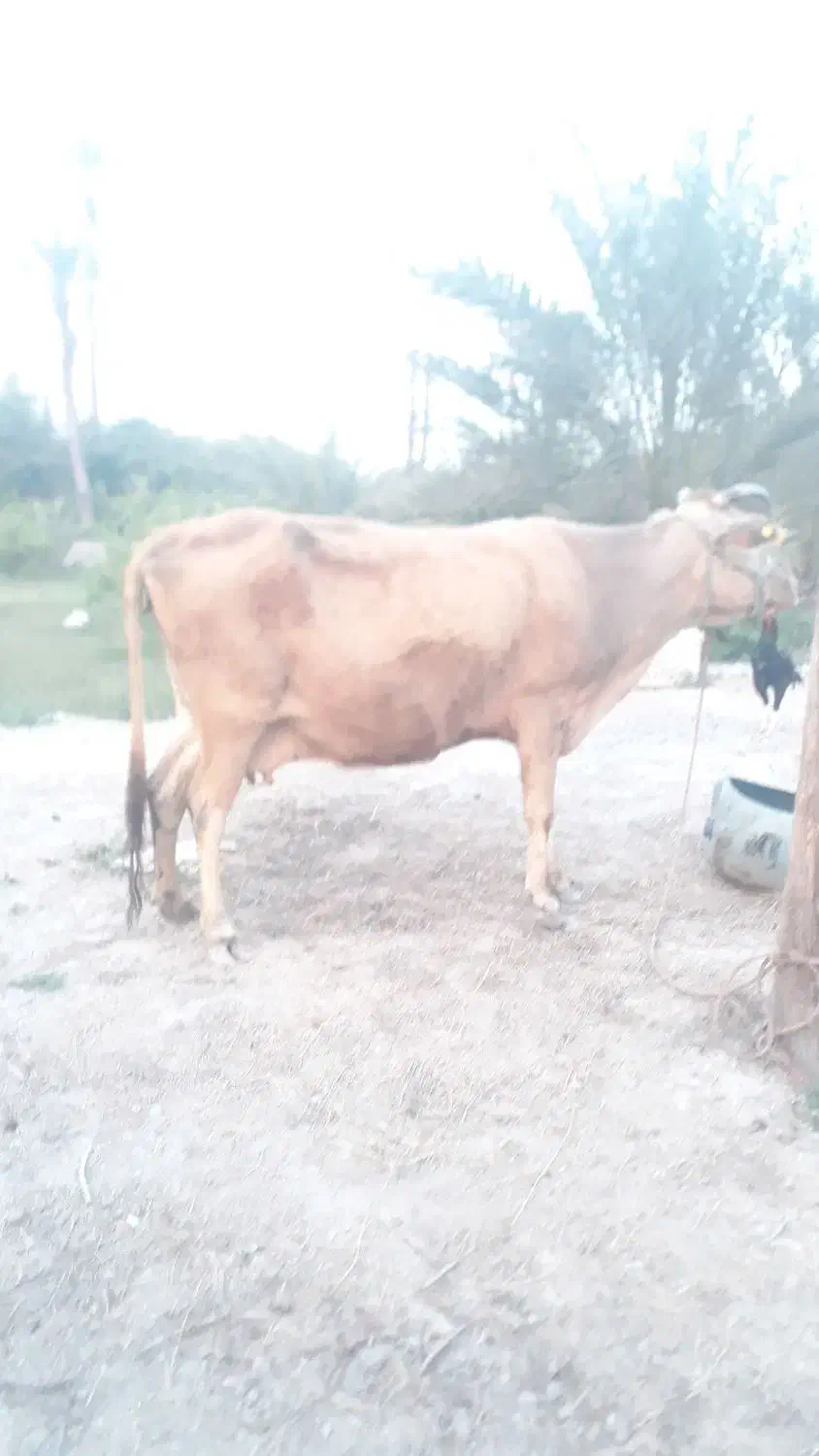 گاو فروشی|حیوانات مزرعه|میناب, |دیوار