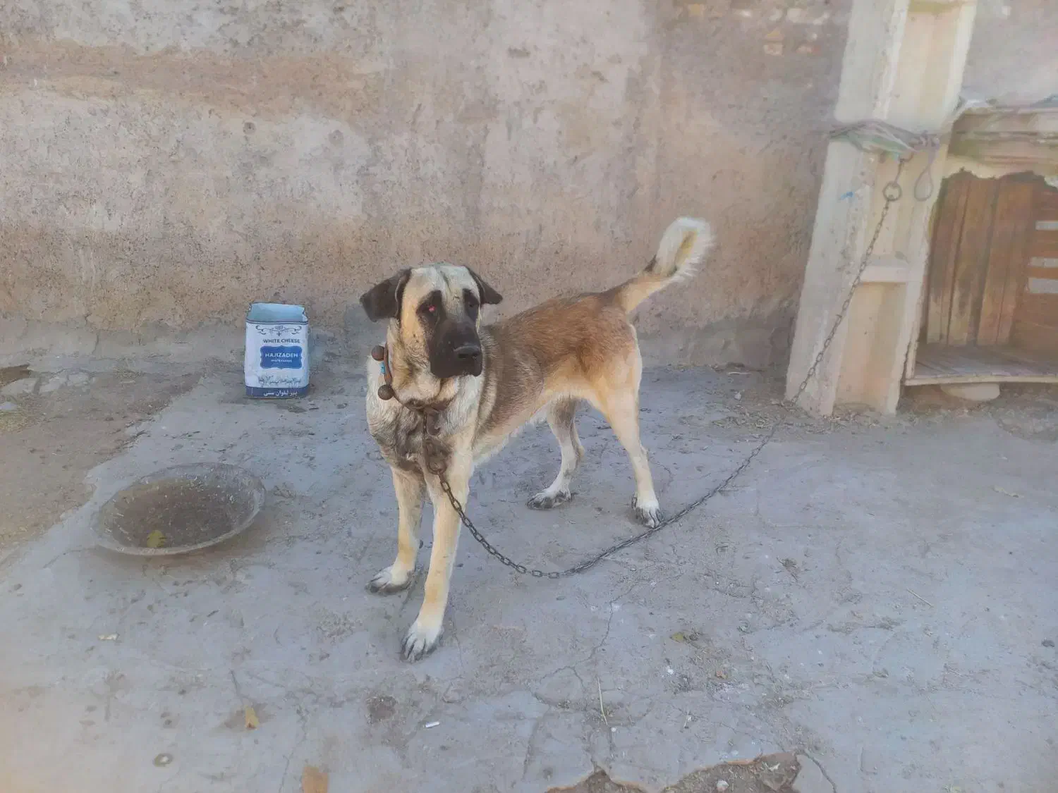 سگ عراقی|سگ|بستان آباد, |دیوار