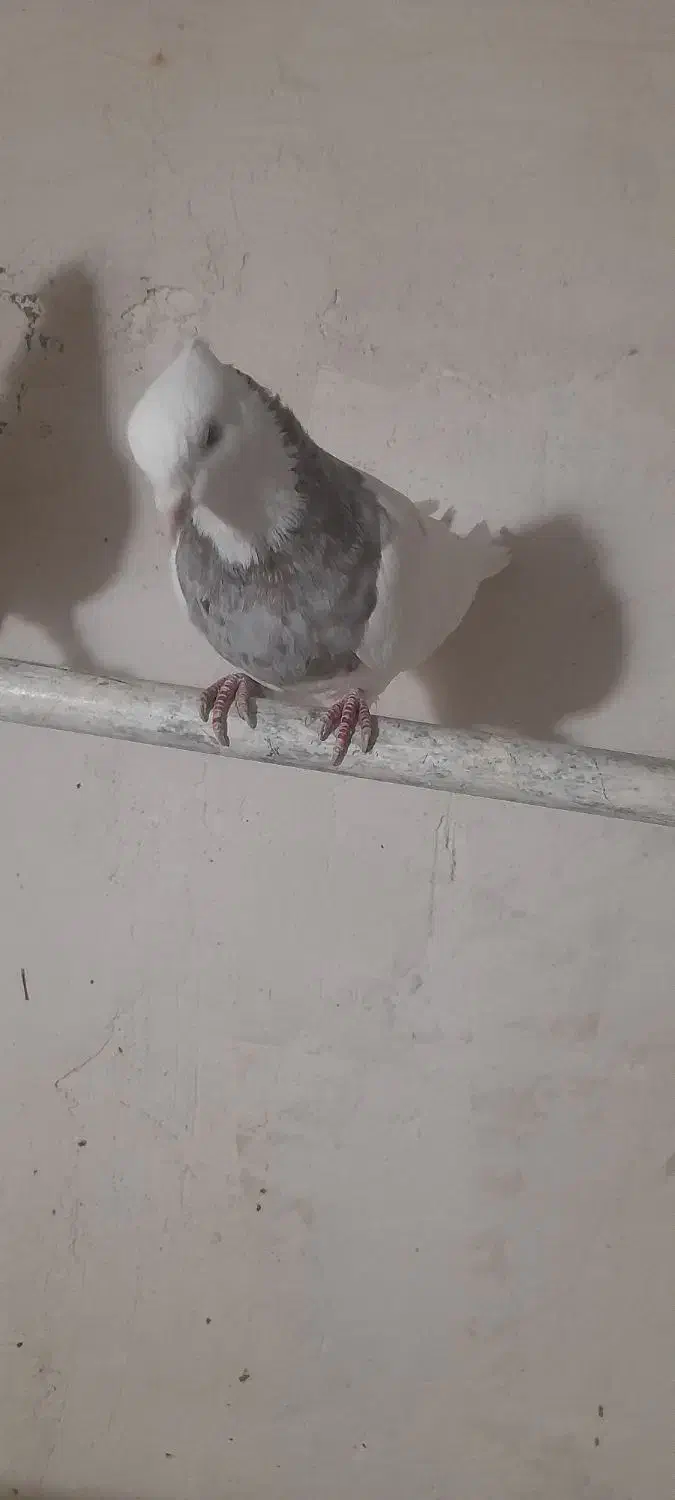 کبوتر طوقی نسل اجوری زری قهوای|پرنده|سنندج, |دیوار