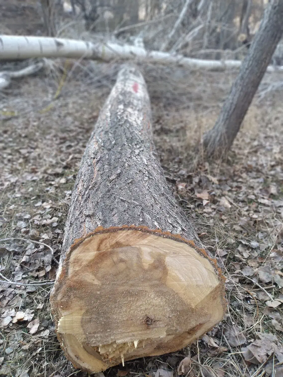 خرید درخت هرص کاری  عمده خرده به قیمت بالا|خدمات باغبانی و درختکاری|خسروشاه, |دیوار