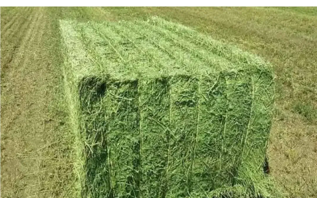 100 پرس یونجه|حیوانات مزرعه|آبیک, |دیوار