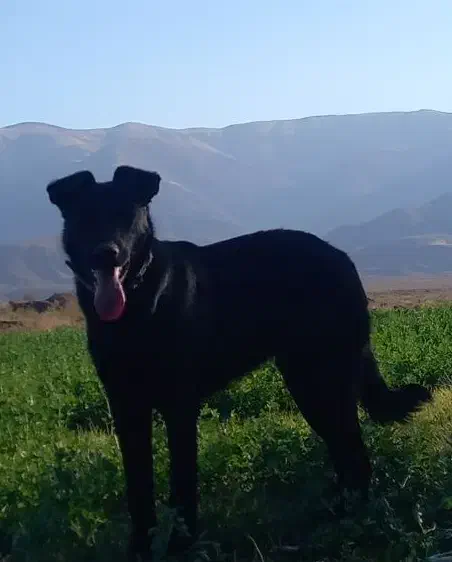 واگذاری سگ میکس ژرمن دوبرمن نگهبان|سگ|مرند, |دیوار