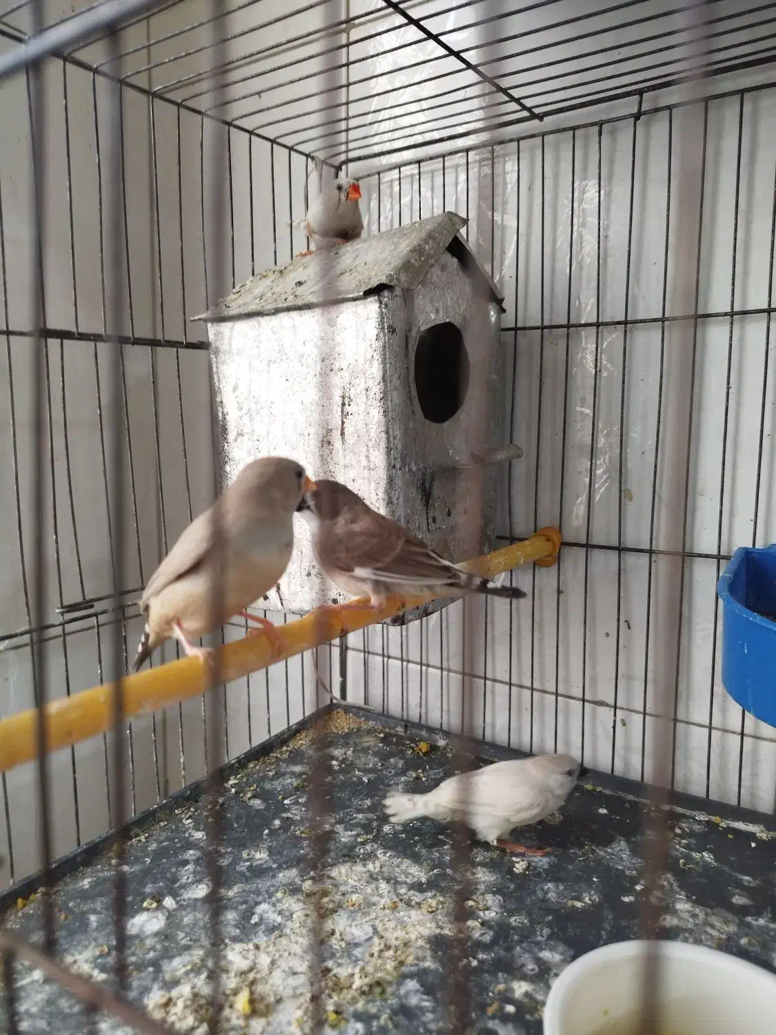 فنج|پرنده|قم, وادی السلام|دیوار