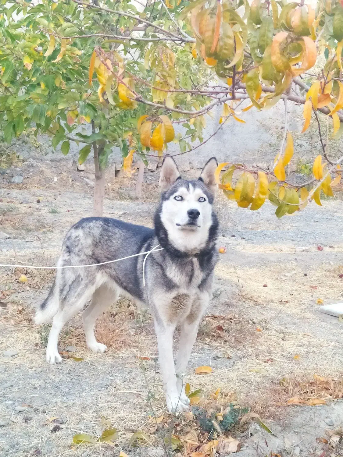 سگ هاسکی شناسنامه دار چشم یخی|سگ|مشهد, کشف|دیوار