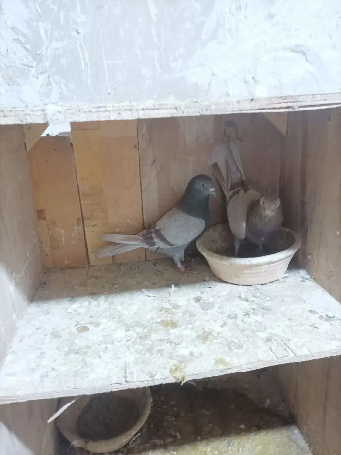 کفتر تیر ماهی ۸جفت هم خال|پرنده|گلستان (تهران), |دیوار