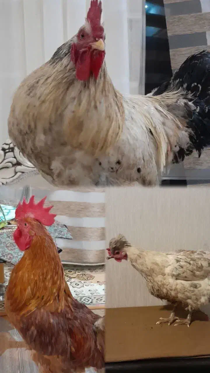 فروش خروس و مرغ|حیوانات مزرعه|مشگین شهر, |دیوار