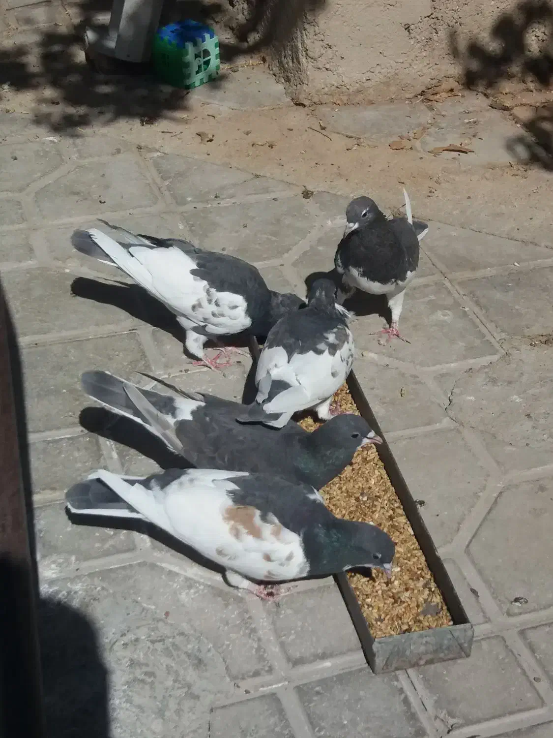 شهری قهوه ای|پرنده|کوار, |دیوار