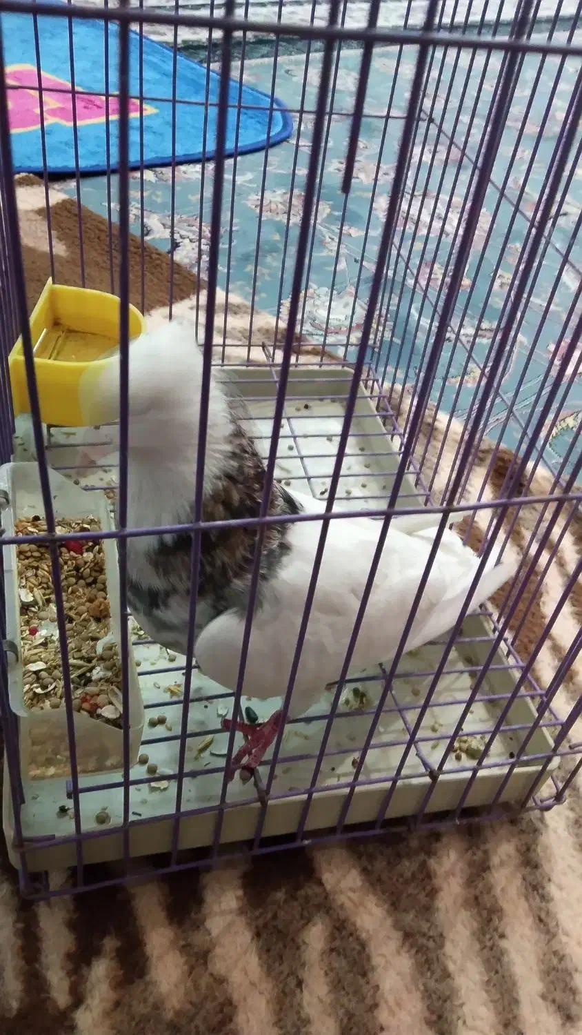 سلام‌طوقی‌هفت‌رنگ‌سرور‌سالم‌|پرنده|قم, نخودی|دیوار