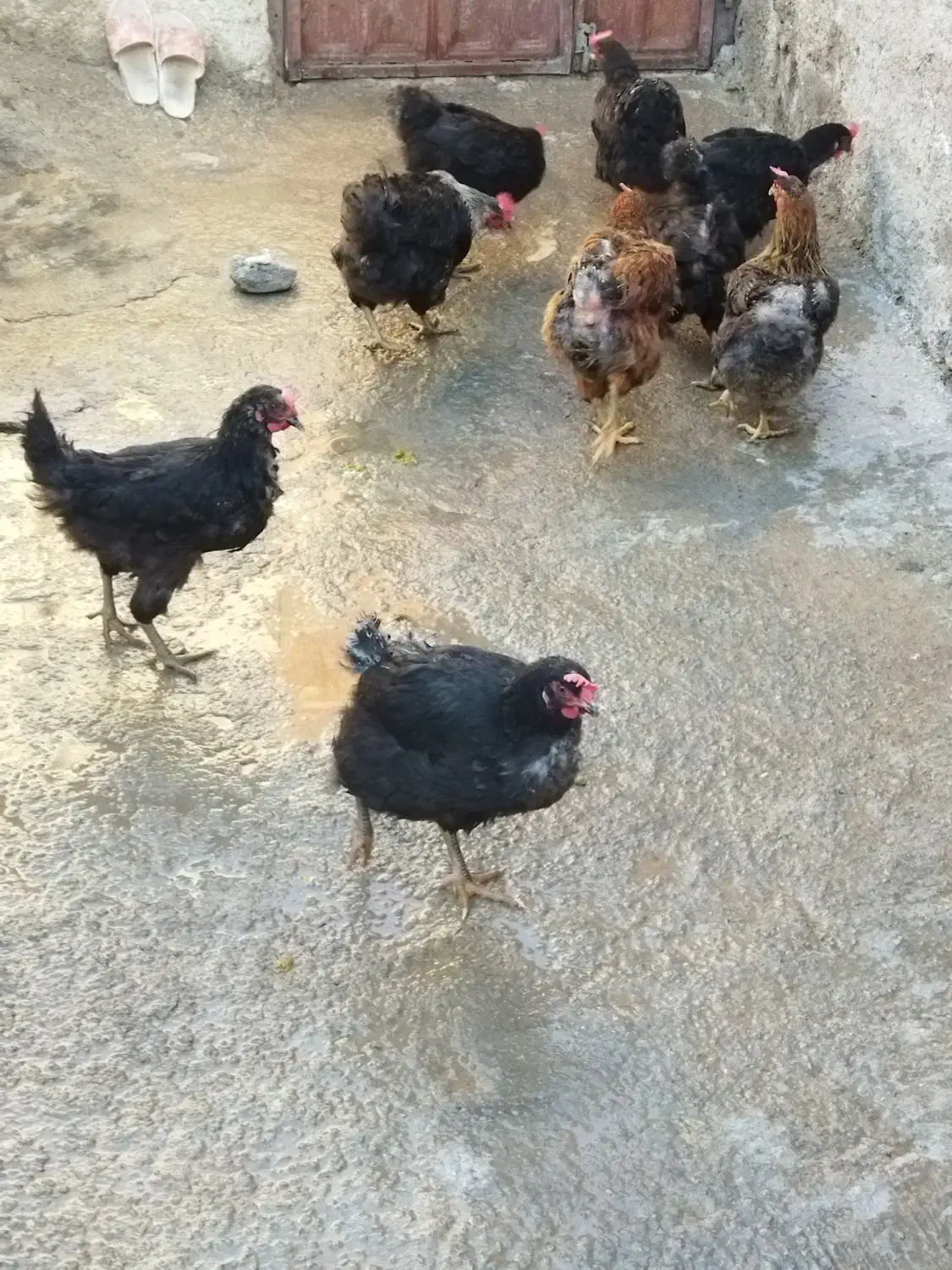 چند عدد مرغ تخمگذار|حیوانات مزرعه|سیوان, |دیوار