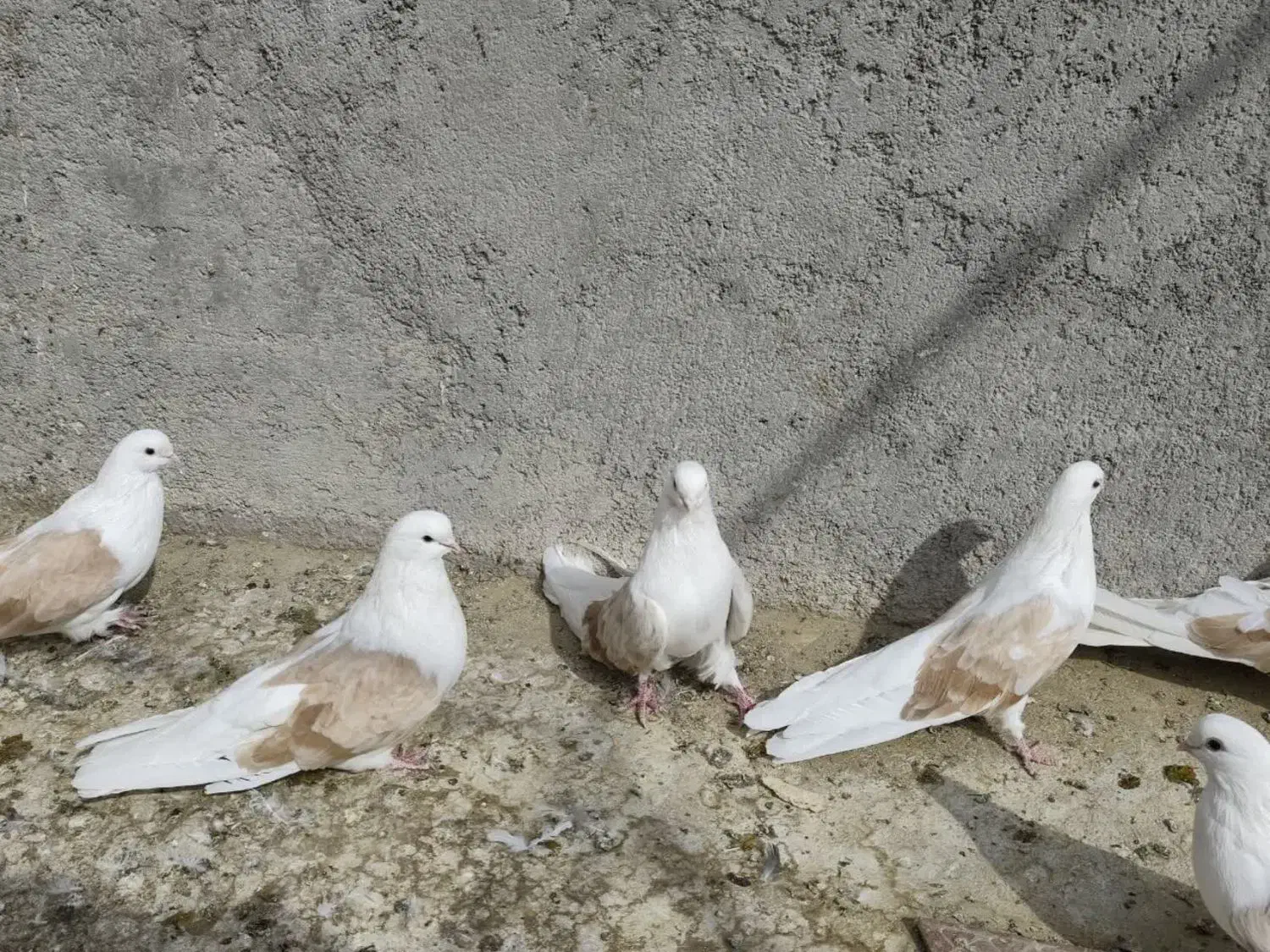 سلام 18عدوکت زرد نروماده کشیده بلند|پرنده|مبارکه, |دیوار