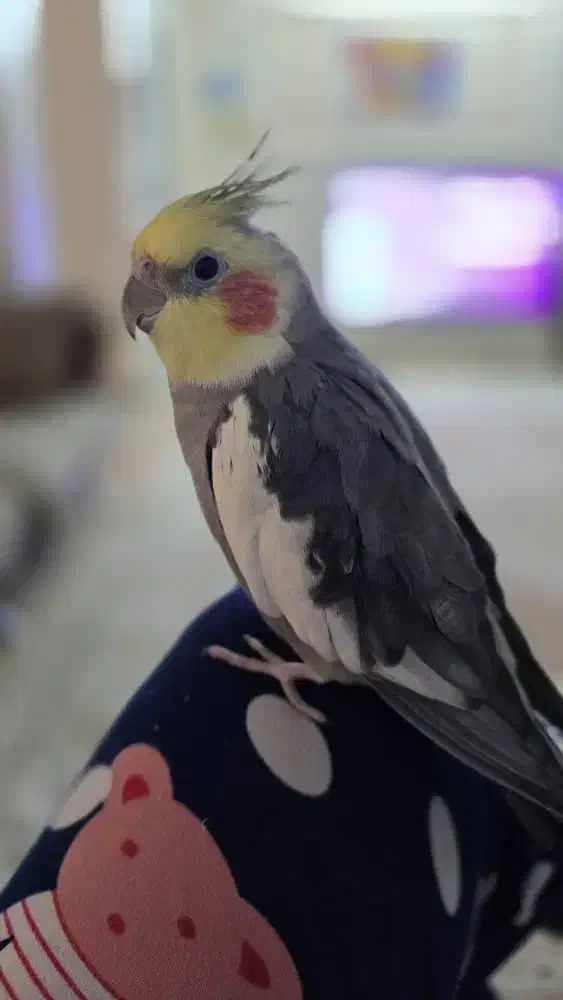 عروس هلندی گم شده محدوده مدرس|حیوانات|بروجرد, |دیوار