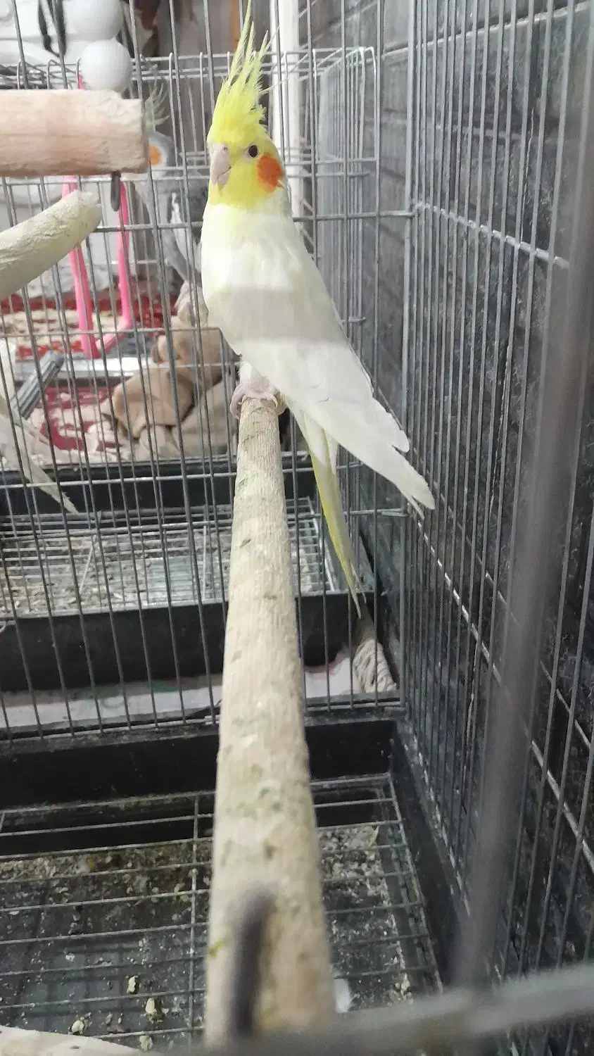 عروس هلندی نر و ماده|پرنده|بروجرد, |دیوار