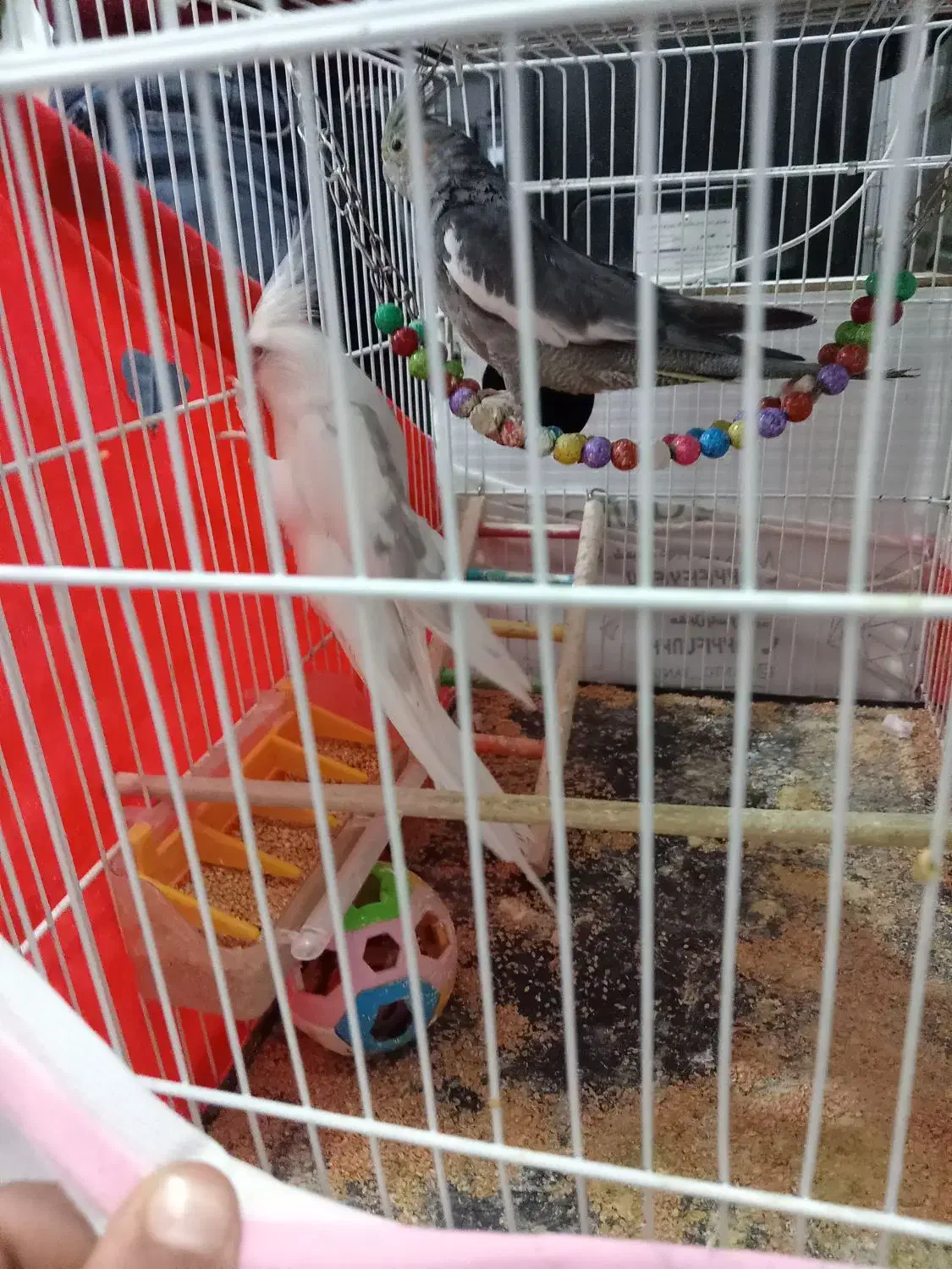 یک جفت عروس هلندی|پرنده|تربتحیدریه, بالا ولایت|دیوار