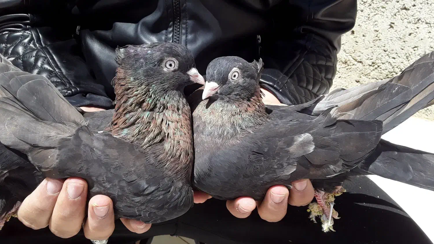 کبوتر کفتر سوسنی سرخ زاغ اراکی بمبوی|پرنده|شهرضا, |دیوار