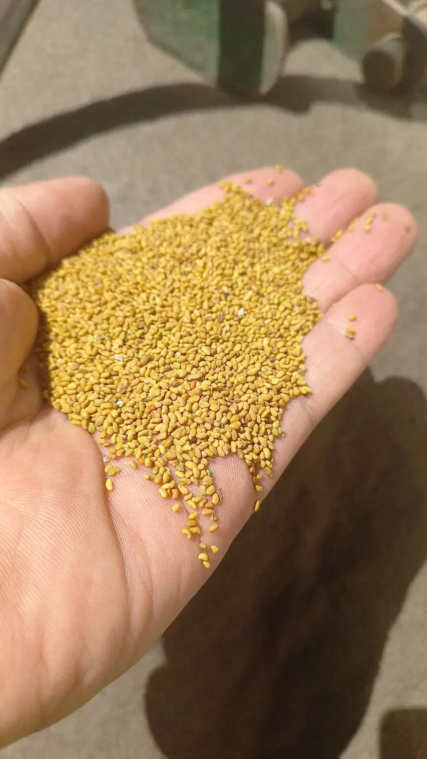 بذر رنجر مافا خاکشیر یونجه پاک ارسال کل ایران|عمده‌فروشی|شیراز, قدوسی غربی|دیوار