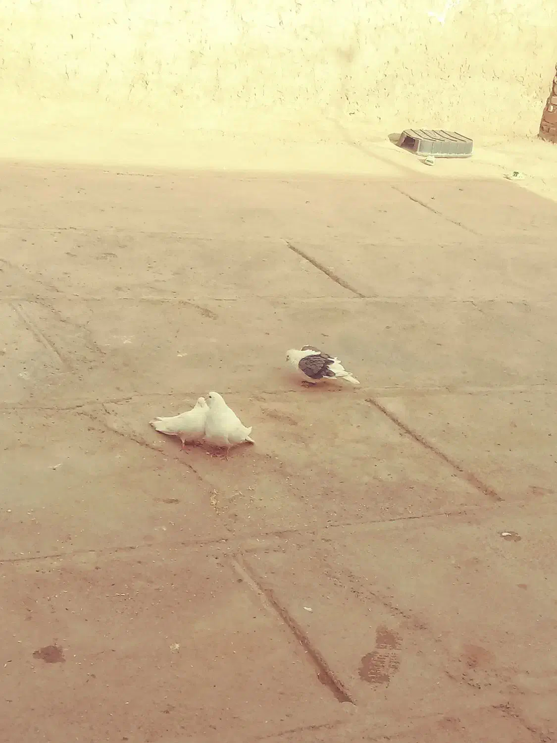 چند عدد کبوتر پرشتی|پرنده|ویسیان, |دیوار