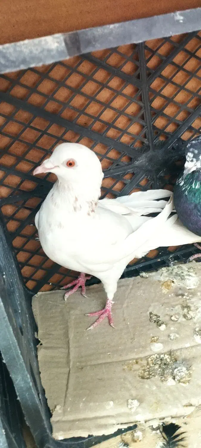 کفتر خاصا|پرنده|بناب, |دیوار