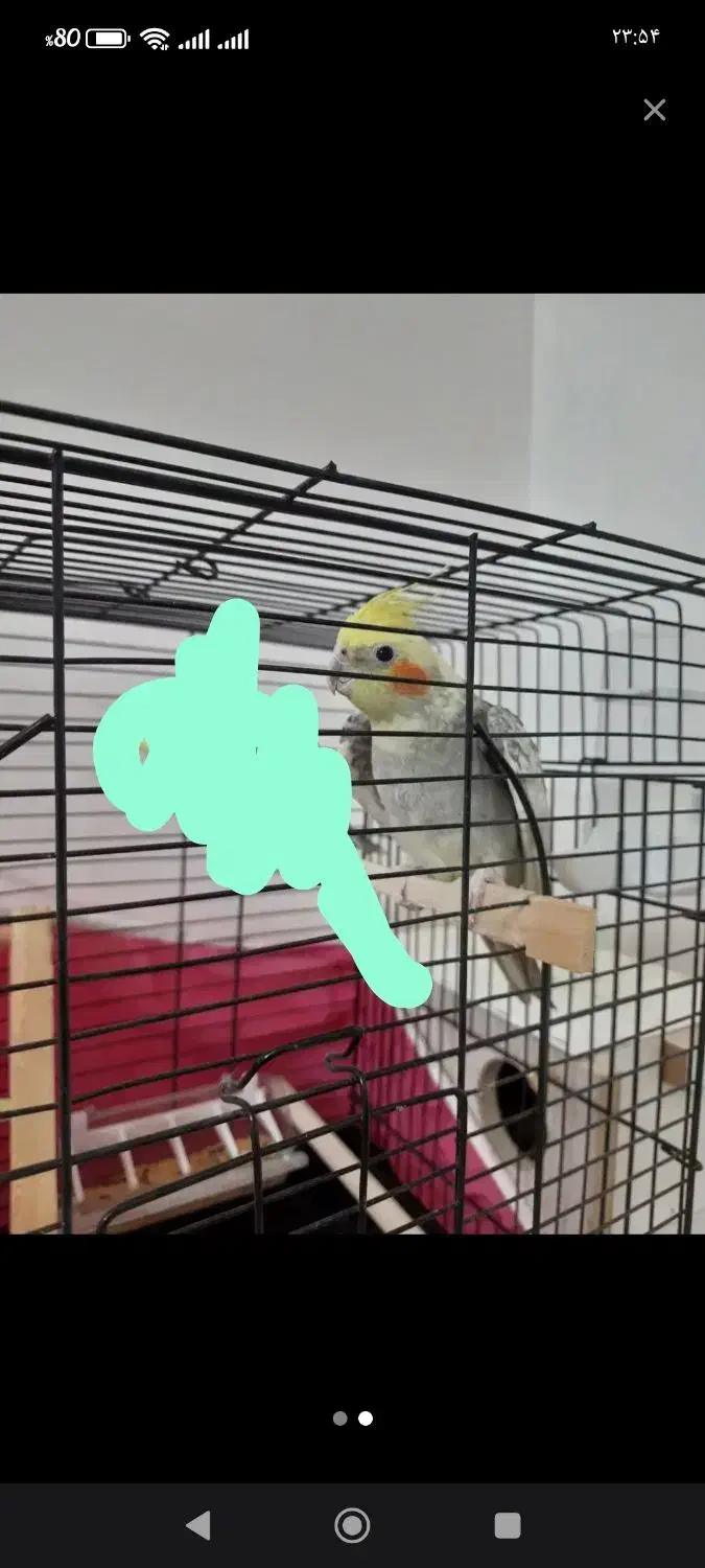 عروس هلندی گم شده|حیوانات|بروجن, |دیوار