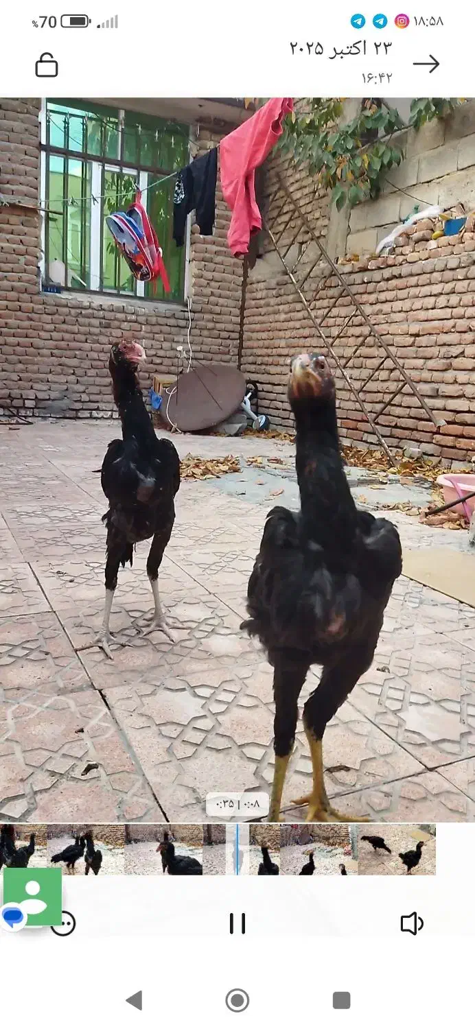 جوجه لاری|حیوانات مزرعه|اردبیل, |دیوار