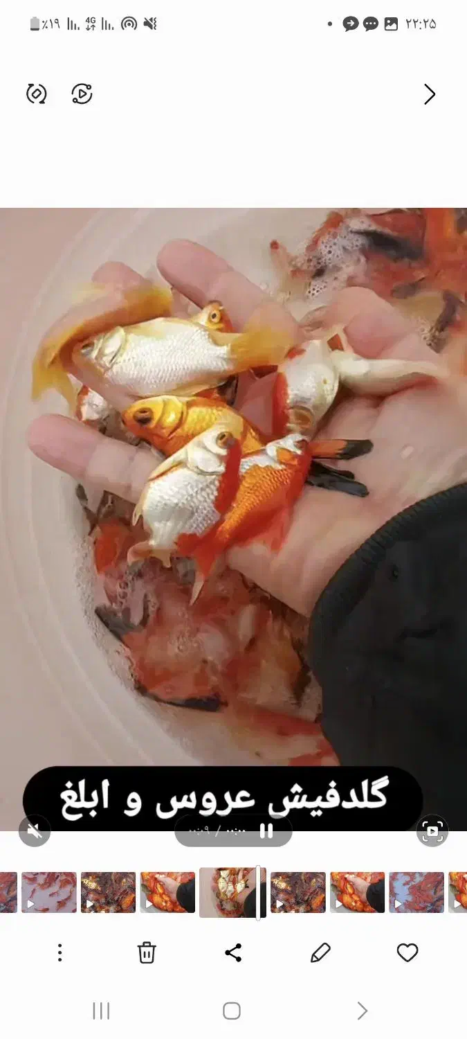 ماهی قرمز . گلدفیش . کوی|ماهی|کیاشهر, |دیوار