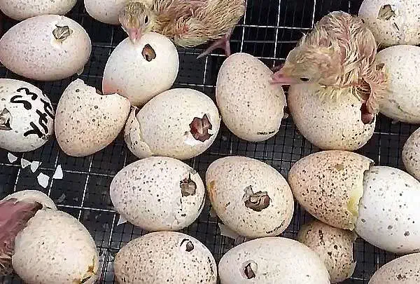 تخم بوقلمون نطفه دار تازه خروس جوان بوقلمون جفتی|حیوانات مزرعه|کاشان, مشکات|دیوار