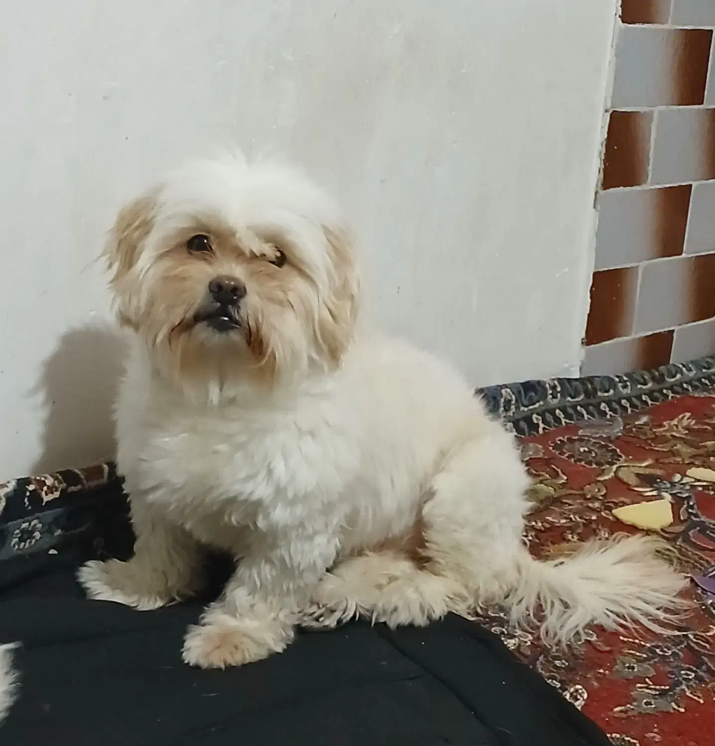 فروش طوله سگ 1سال۴ماه سنش ماده هست|سگ|اردبیل, |دیوار