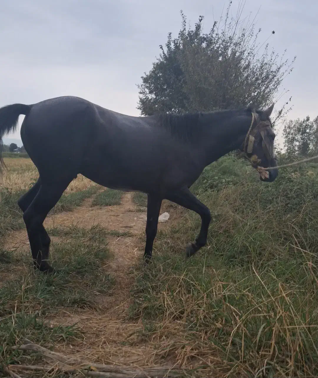 اسب نیلی|حیوانات|فومن, |دیوار