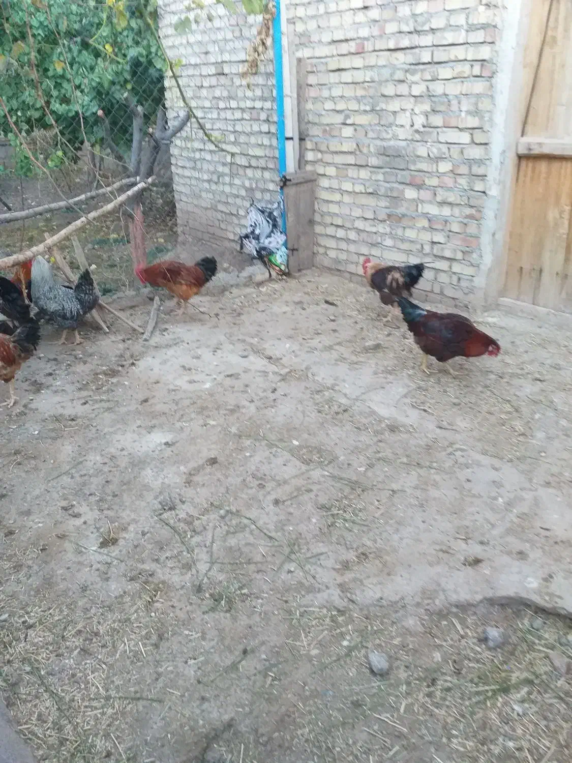 خروس محلی|حیوانات مزرعه|مرند, |دیوار