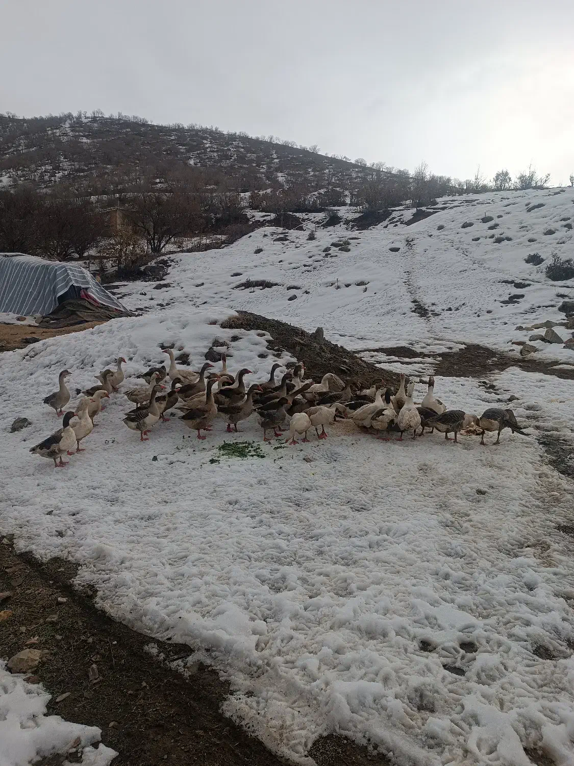 قاز محلی|حیوانات مزرعه|مریوان, |دیوار