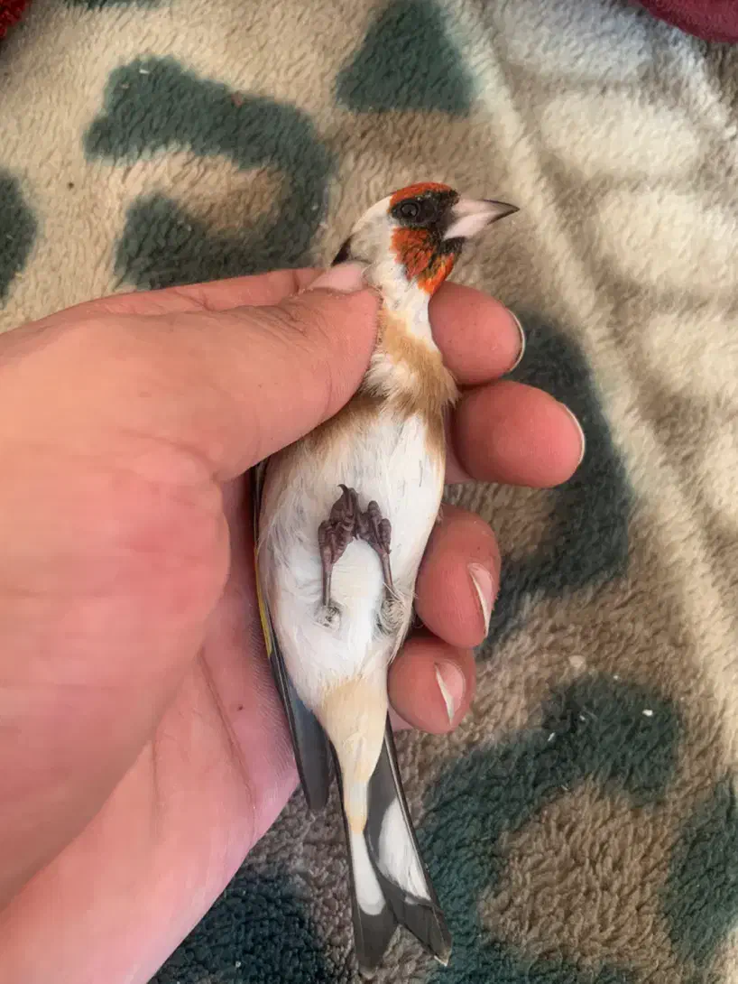 سهره نر محاجر رخ قفل|پرنده|اردبیل, |دیوار