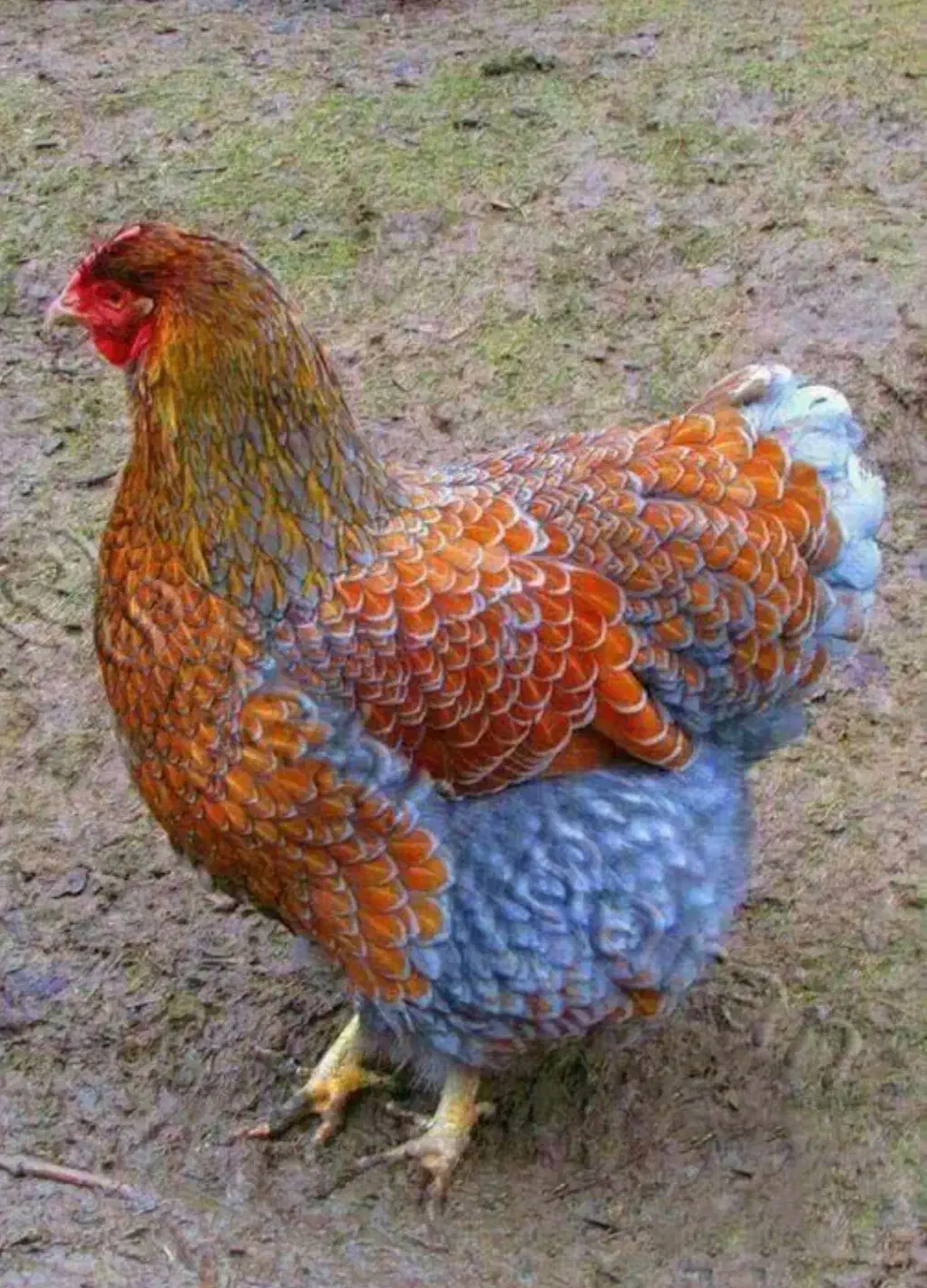 کارگر خانم جهت جمع آوری تخم مرغ|استخدام صنعتی، فنی، مهندسی|بیرجند, |دیوار