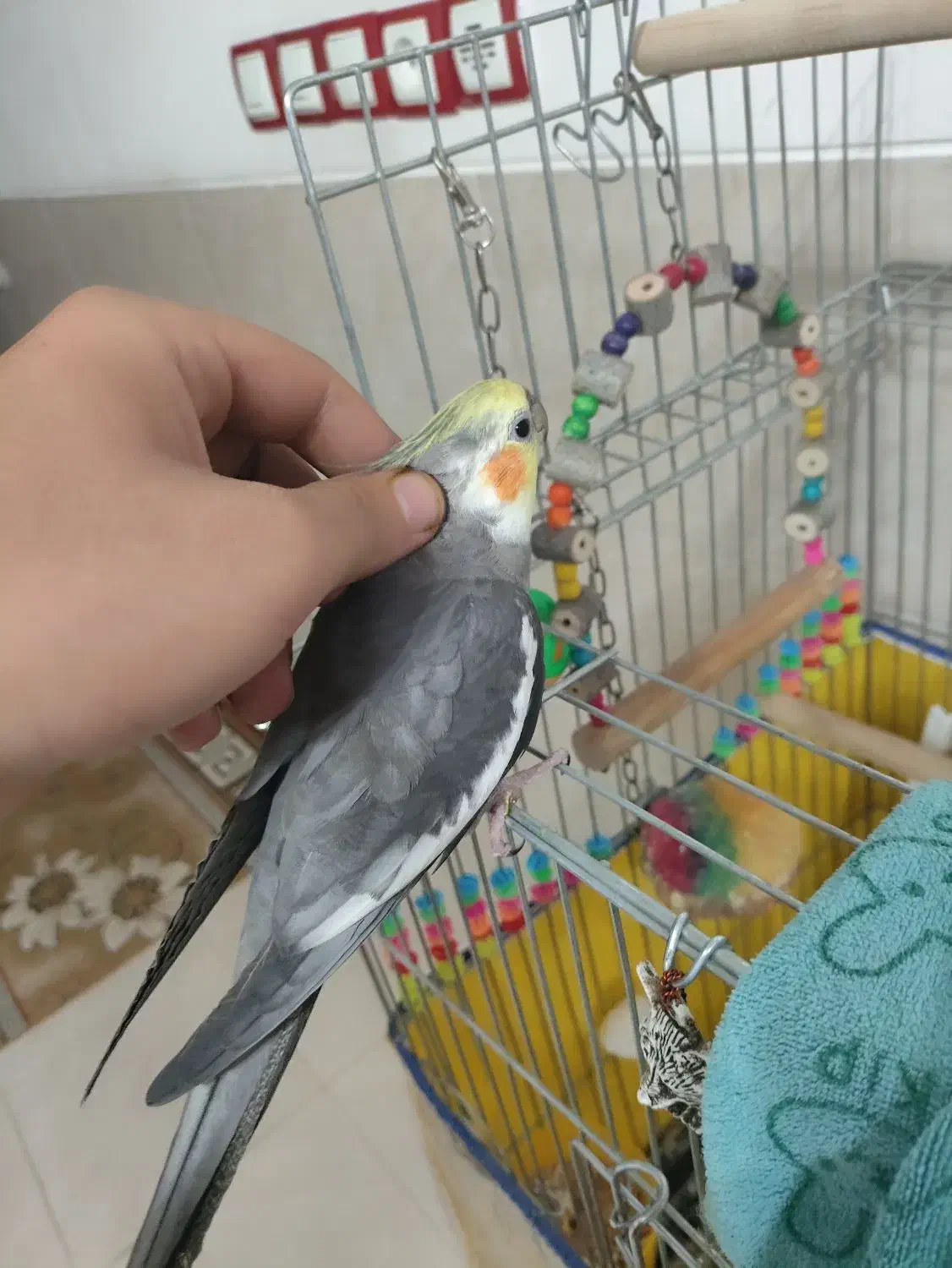 عروس هلندی نر دستی|پرنده|شیراز, شهرک والفجر|دیوار