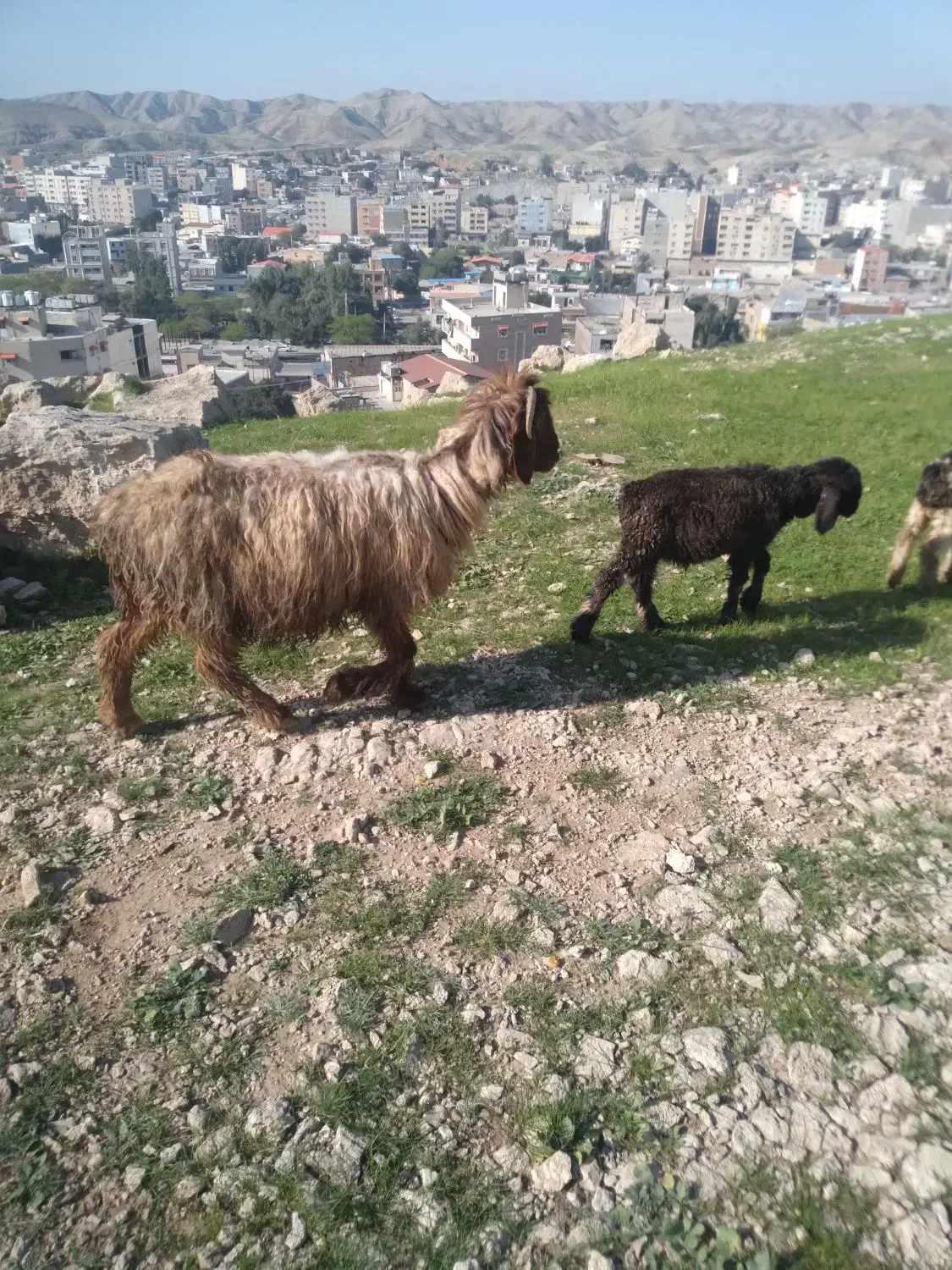 دومیش دوبره|حیوانات مزرعه|مسجد سلیمان, |دیوار