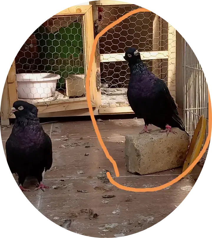 نر صرب|پرنده|خمینیشهر, |دیوار