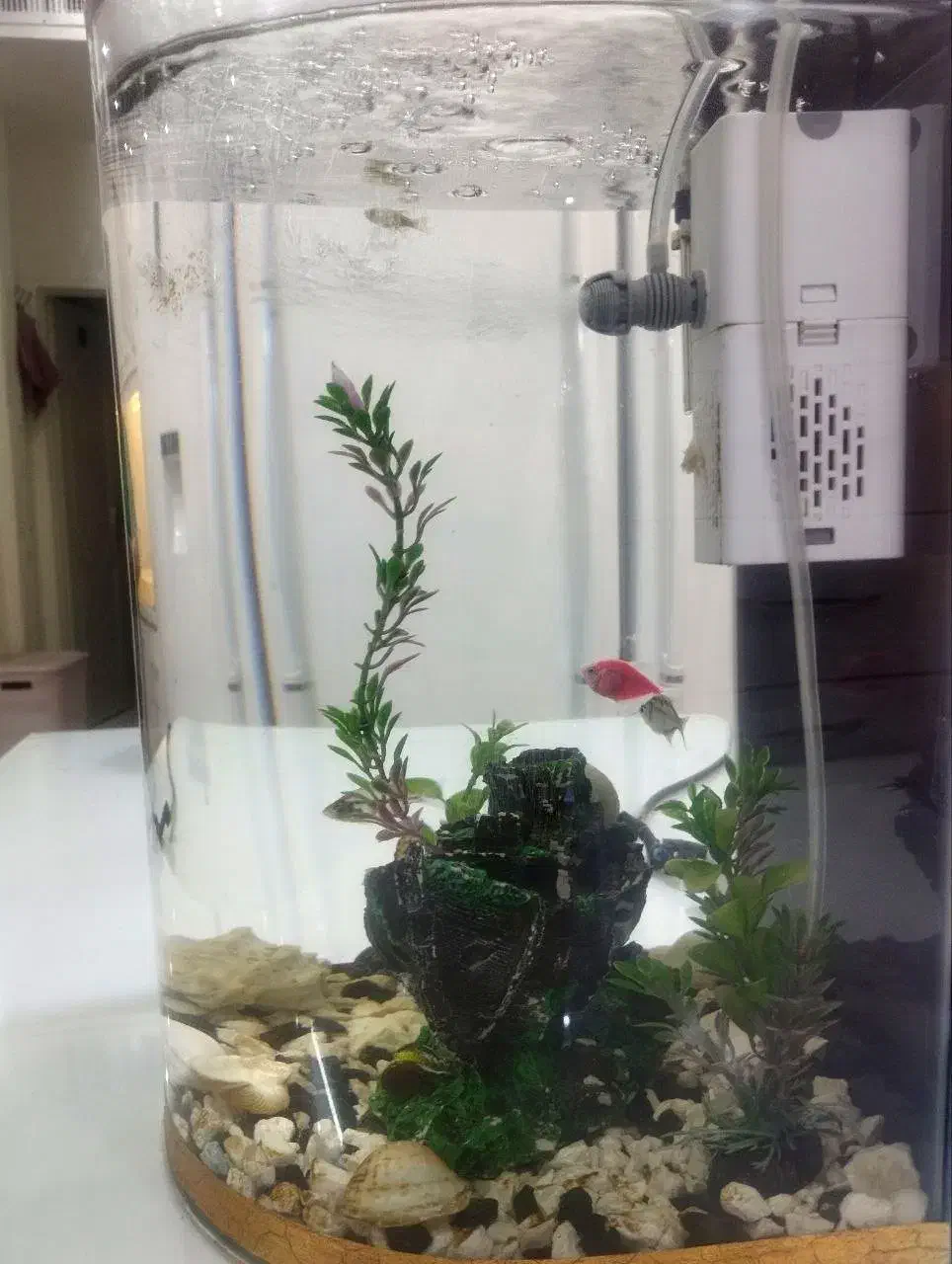 آکواریوم|ماهی|تربت‌حیدریه, آغوی|دیوار