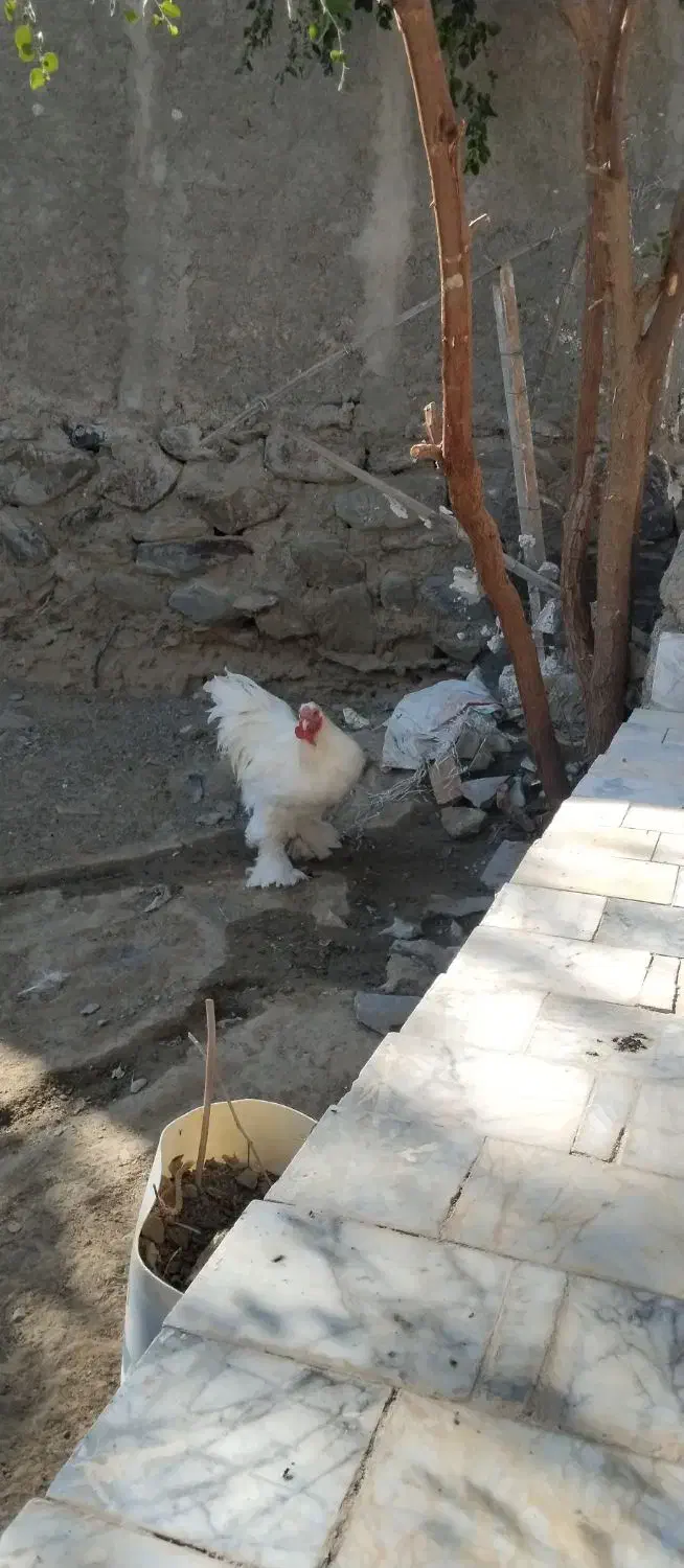 مرغ خروس برهما قشنگ|حیوانات مزرعه|سراوان, |دیوار